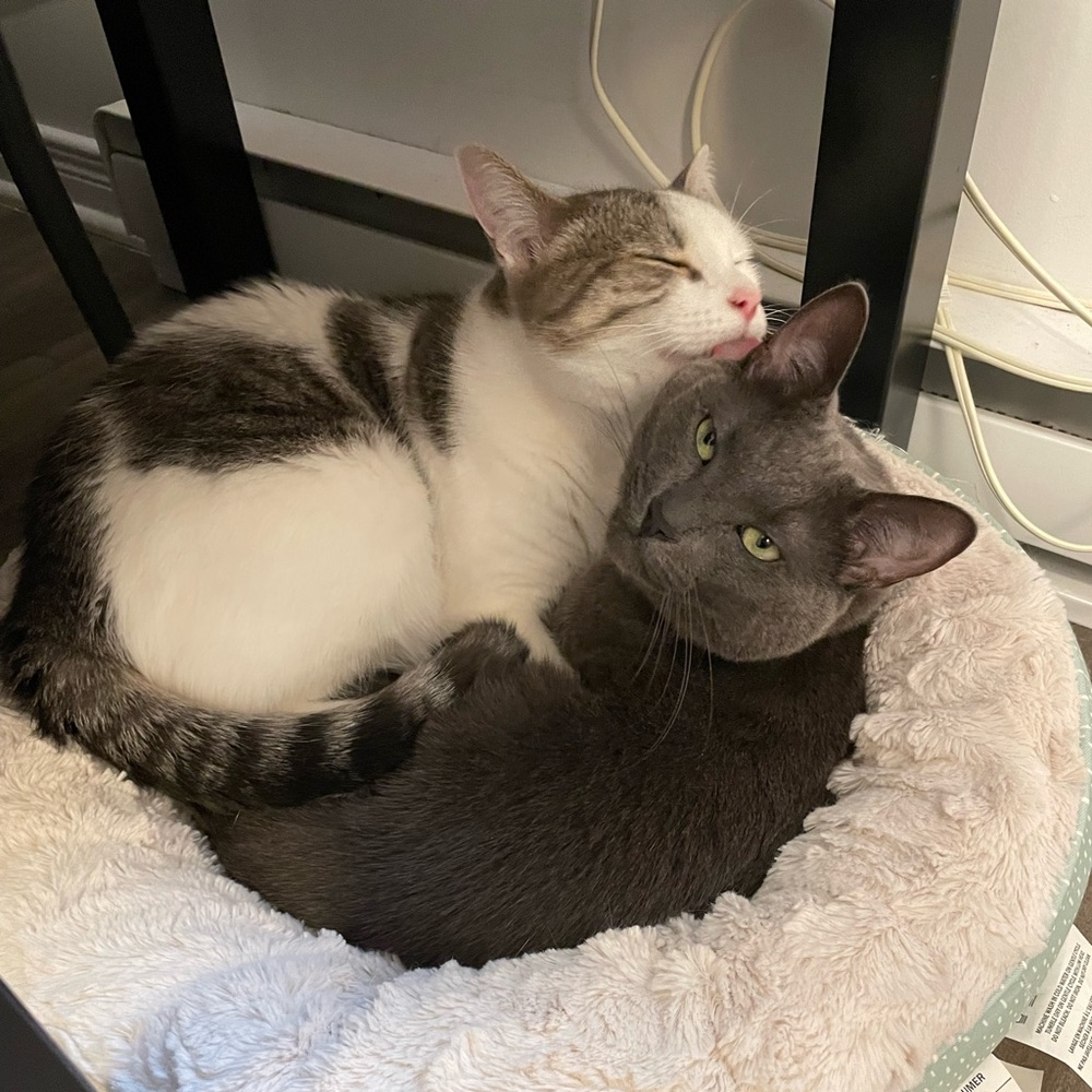 Meet your Posher, Deserai